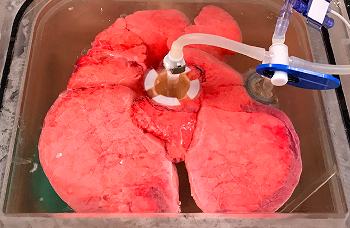 Image of physiologic lung model